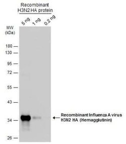 Influenza A H3N2 Hemagglutinin Antibody - (A/Taiwan/3446/02), Novus Biologicals